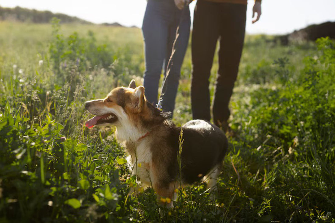 The 7 Signs You Need a Dog Walker in Gland