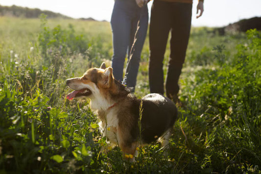 The 7 Signs You Need a Dog Walker in Gland